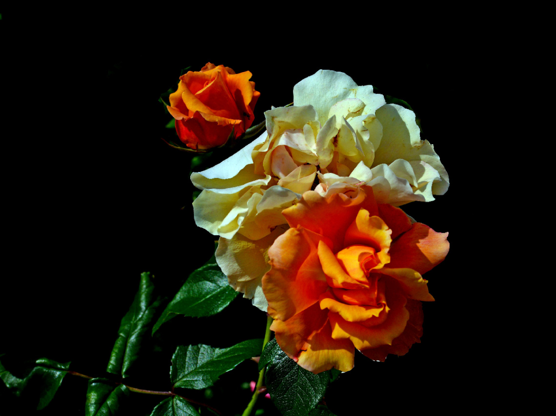 BLÜTEN