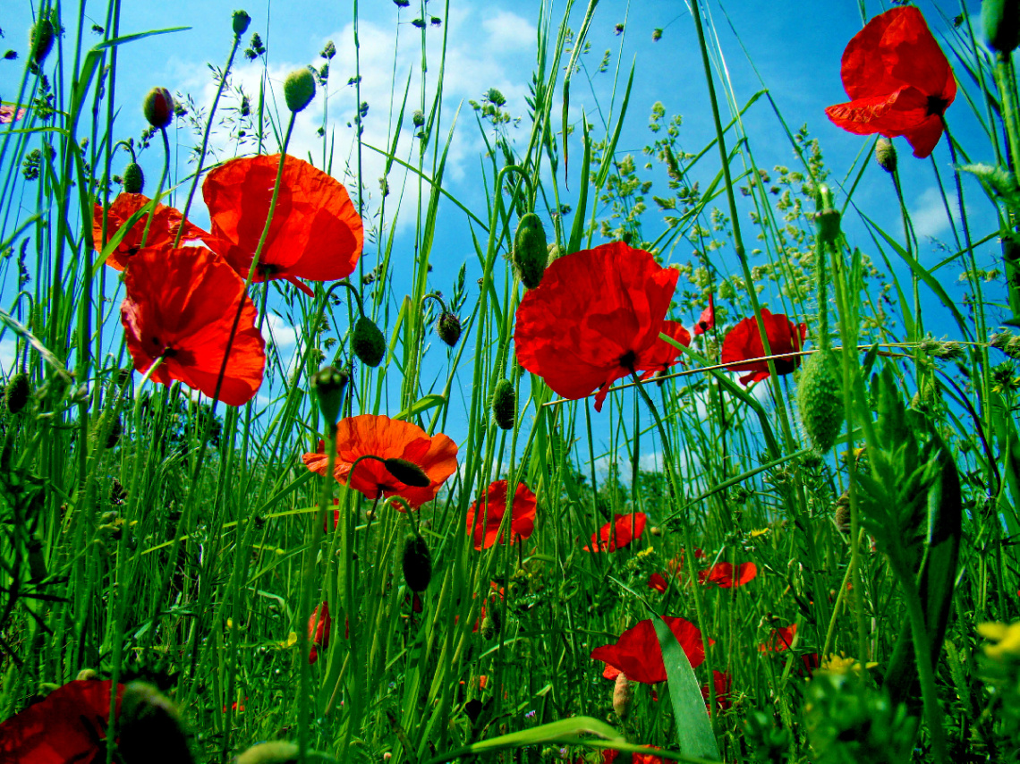 BLÜTEN