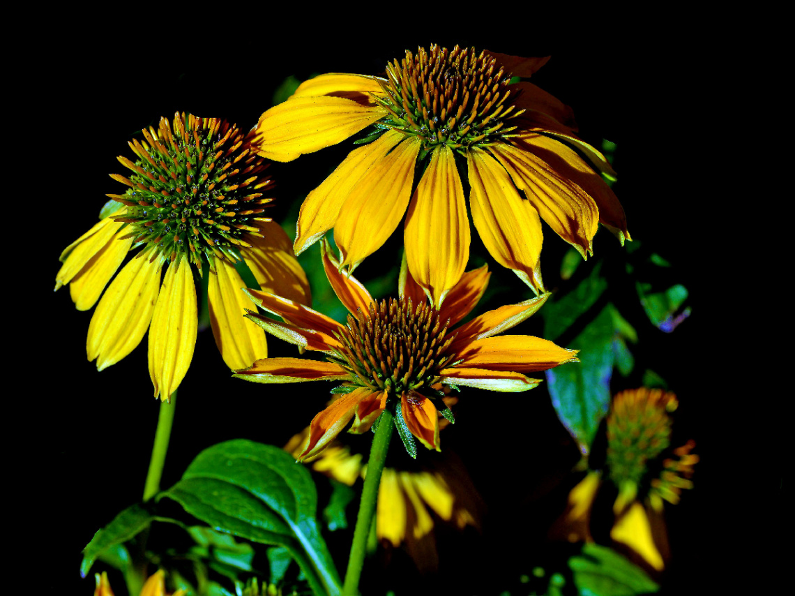 BLÜTEN