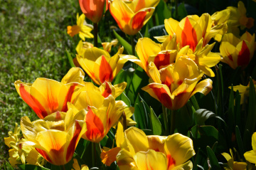 BLÜTEN