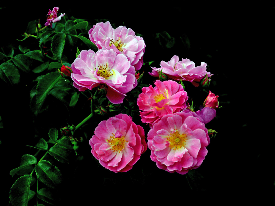 BLÜTEN