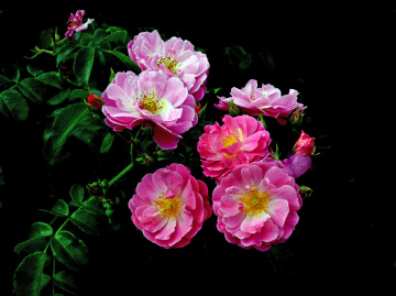 BLÜTEN