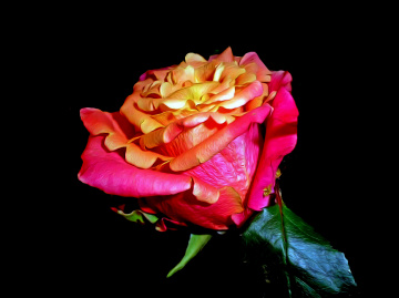 BLÜTE