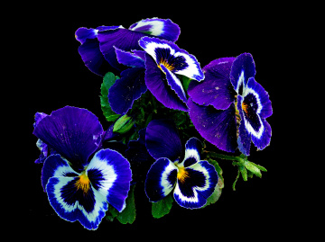 BLÜTEN