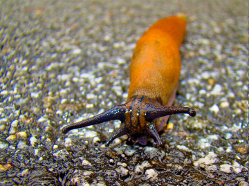SCHNECKE