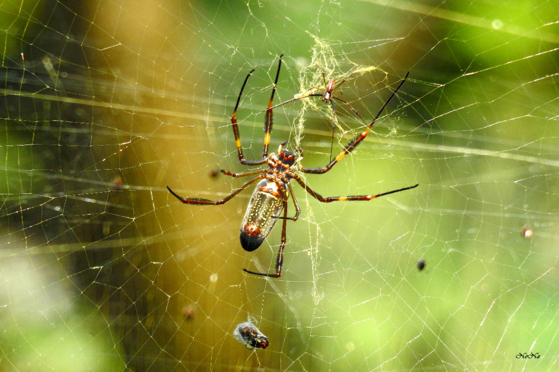 Aranha