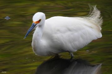 Garça branca pequena