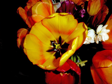 BLÜTEN
