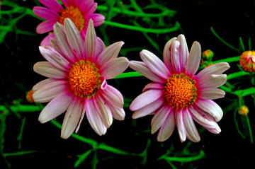 BLÜTEN