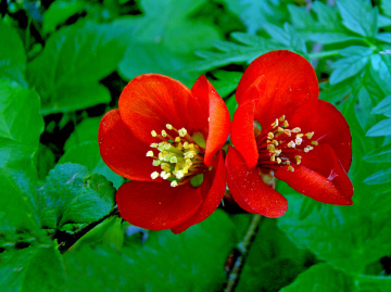 BLÜTEN