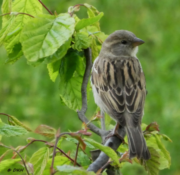 sparrow
