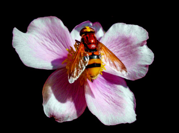 BLÜTE MIT BESUCH