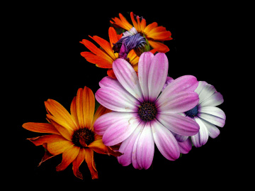 BLÜTEN
