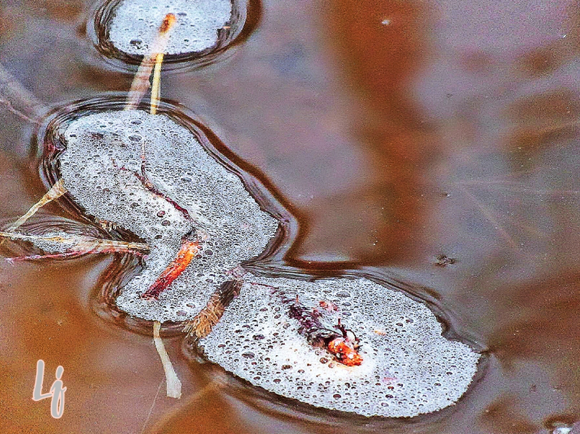 Bubbles