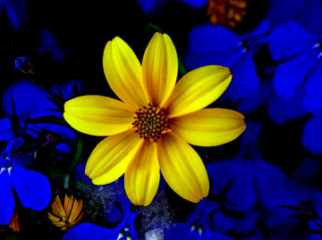 BLÜTEN