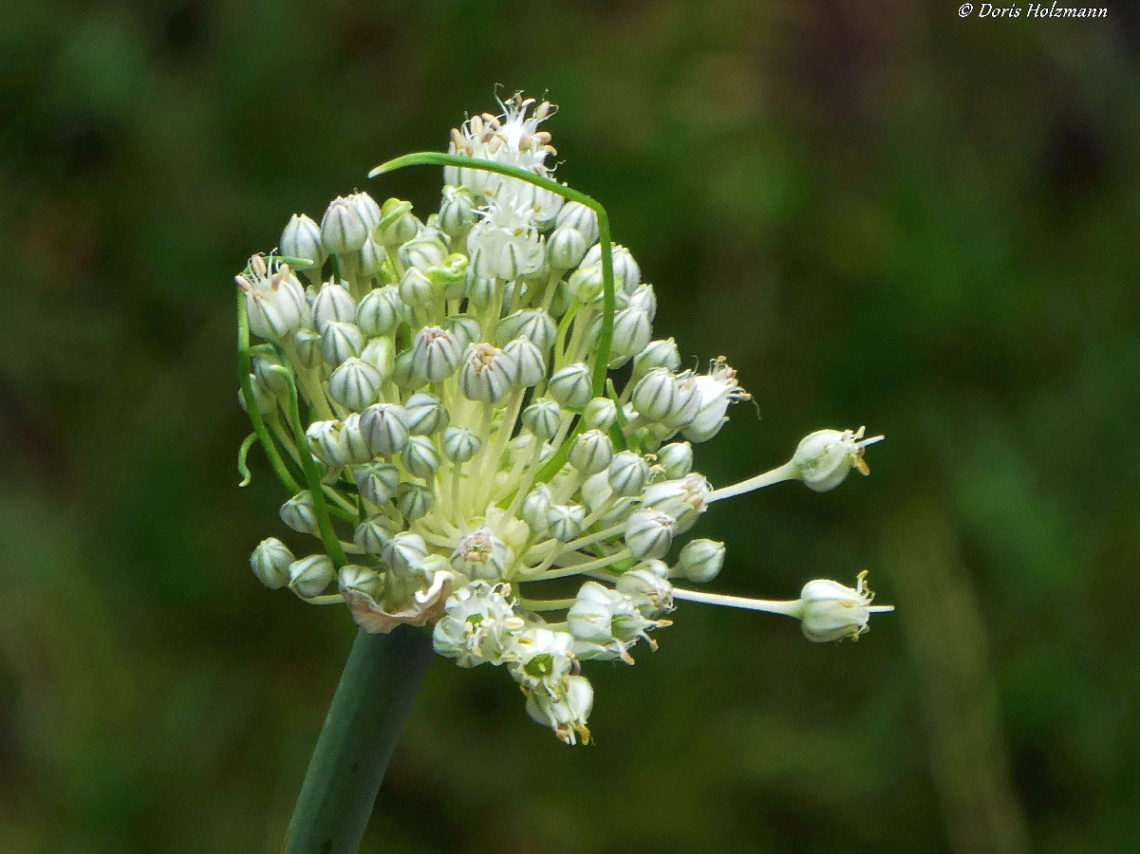 Leek flowers