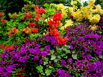 BLÜTEN