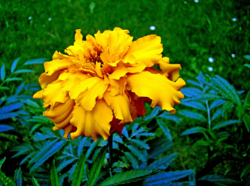 BLÜTE