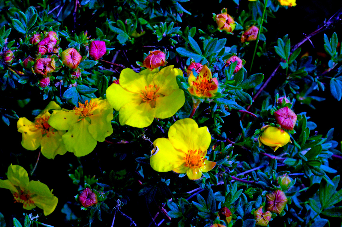 BLÜTEN
