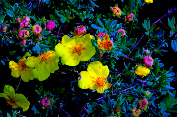 BLÜTEN