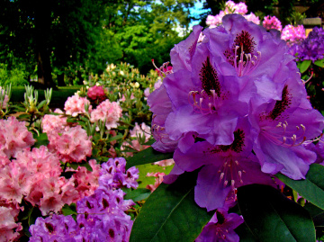 BLÜTEN