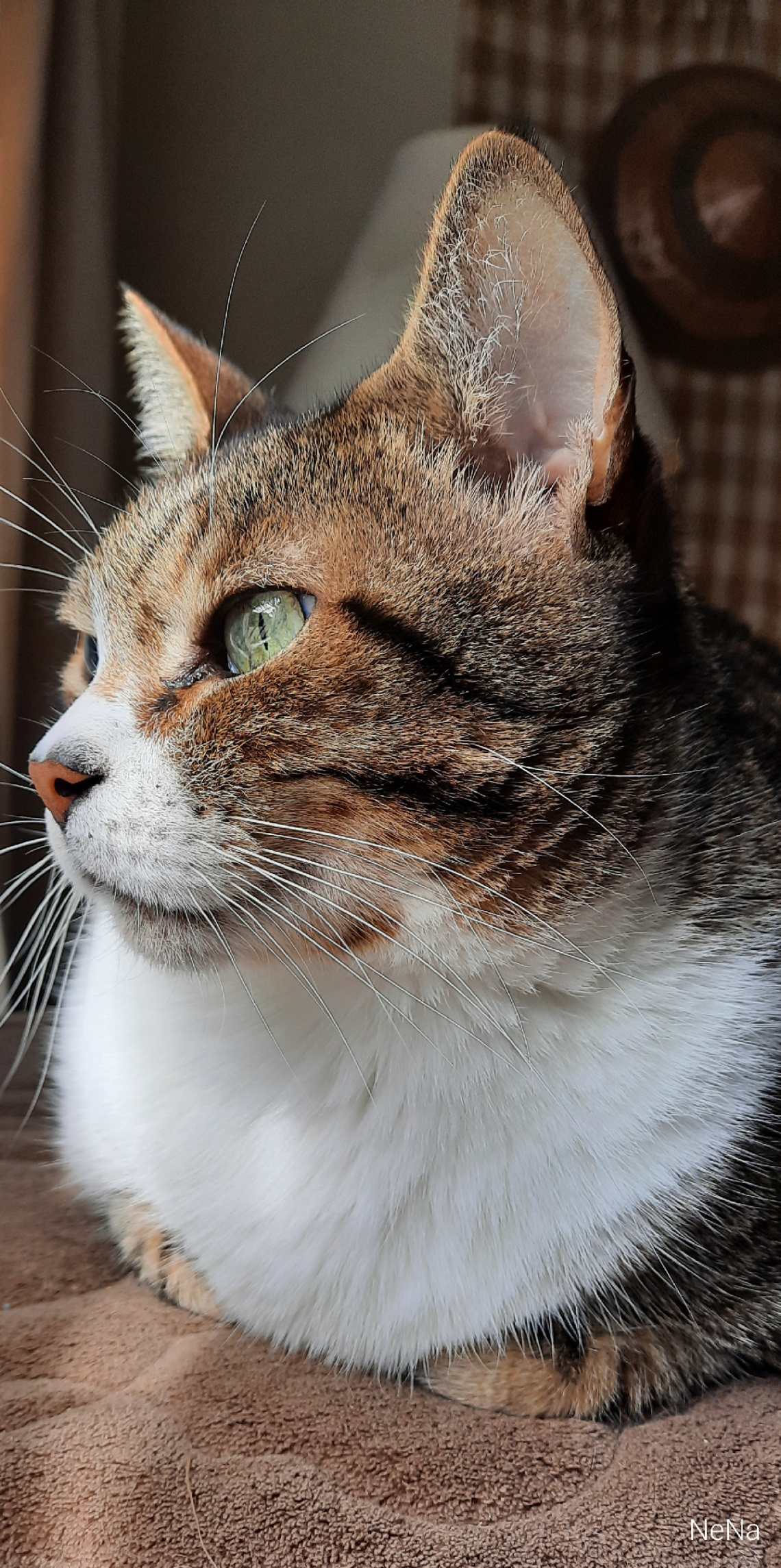 Gato