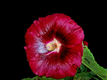 BLÜTE