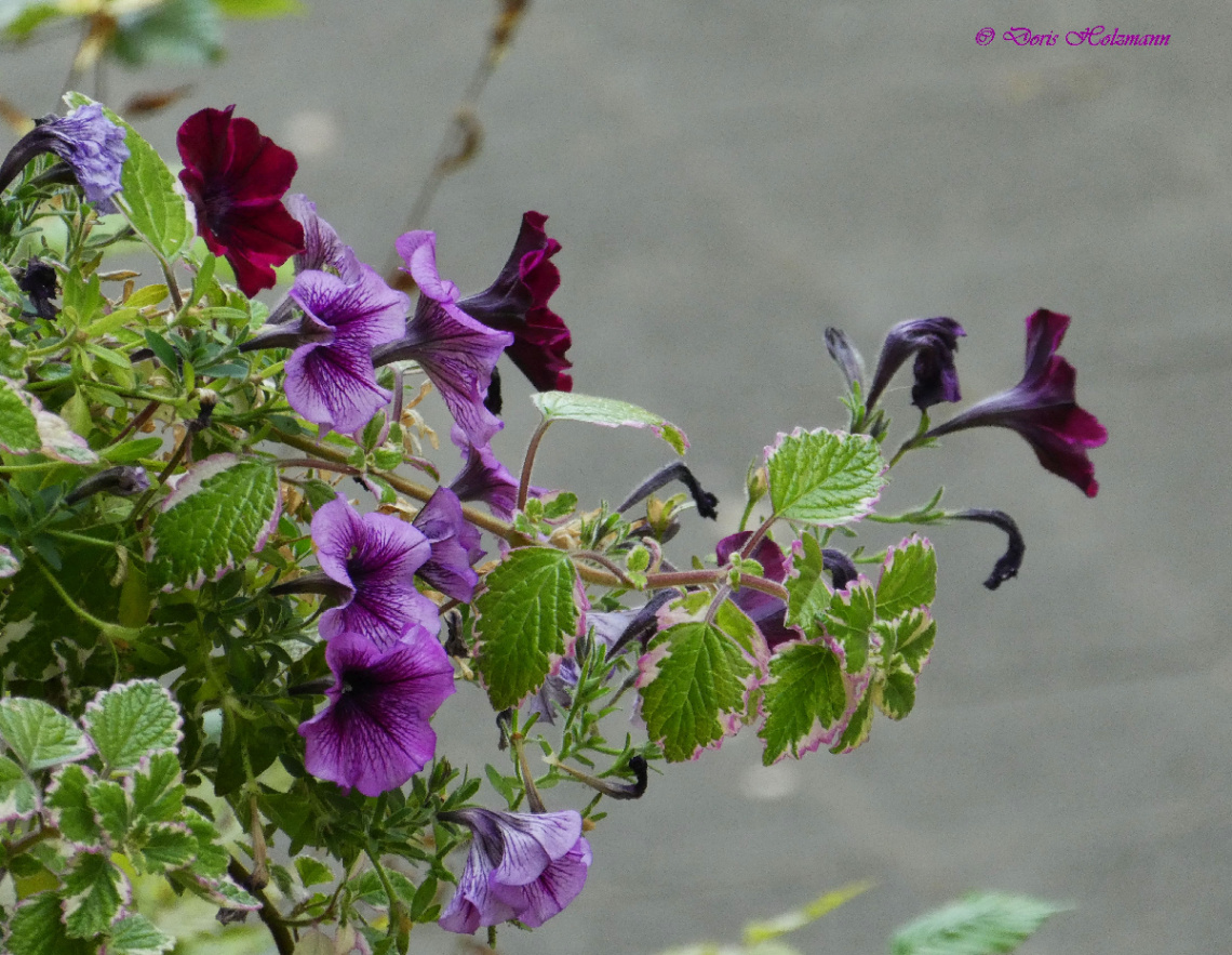Petunia