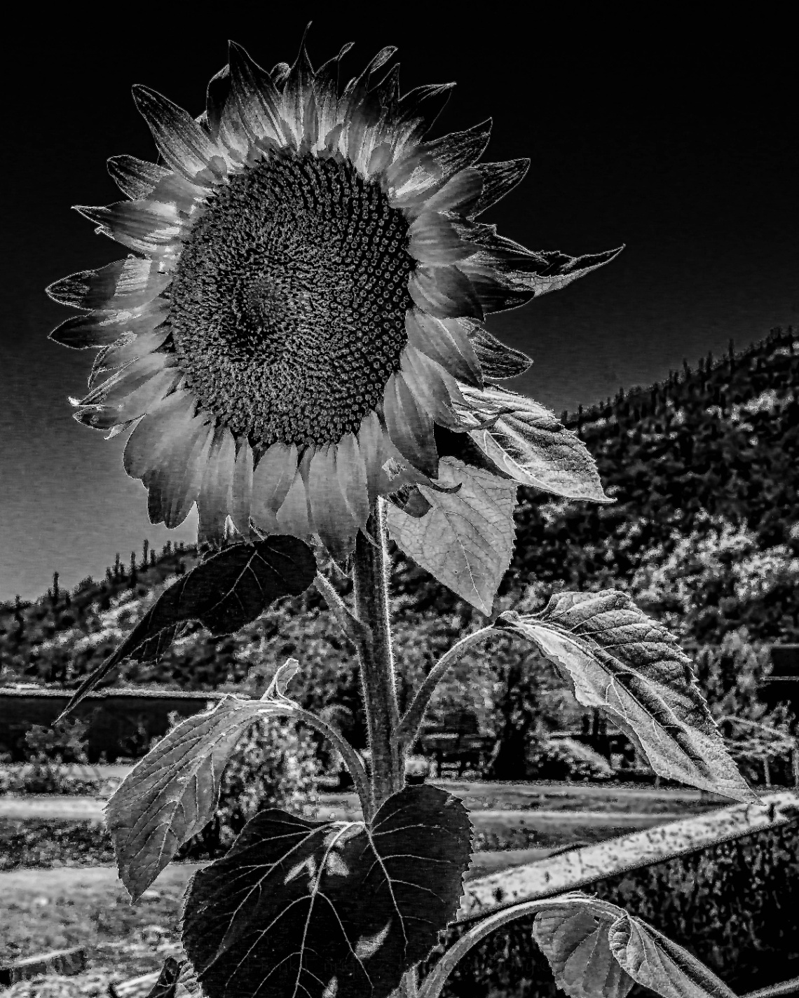 Black And White Sunflower