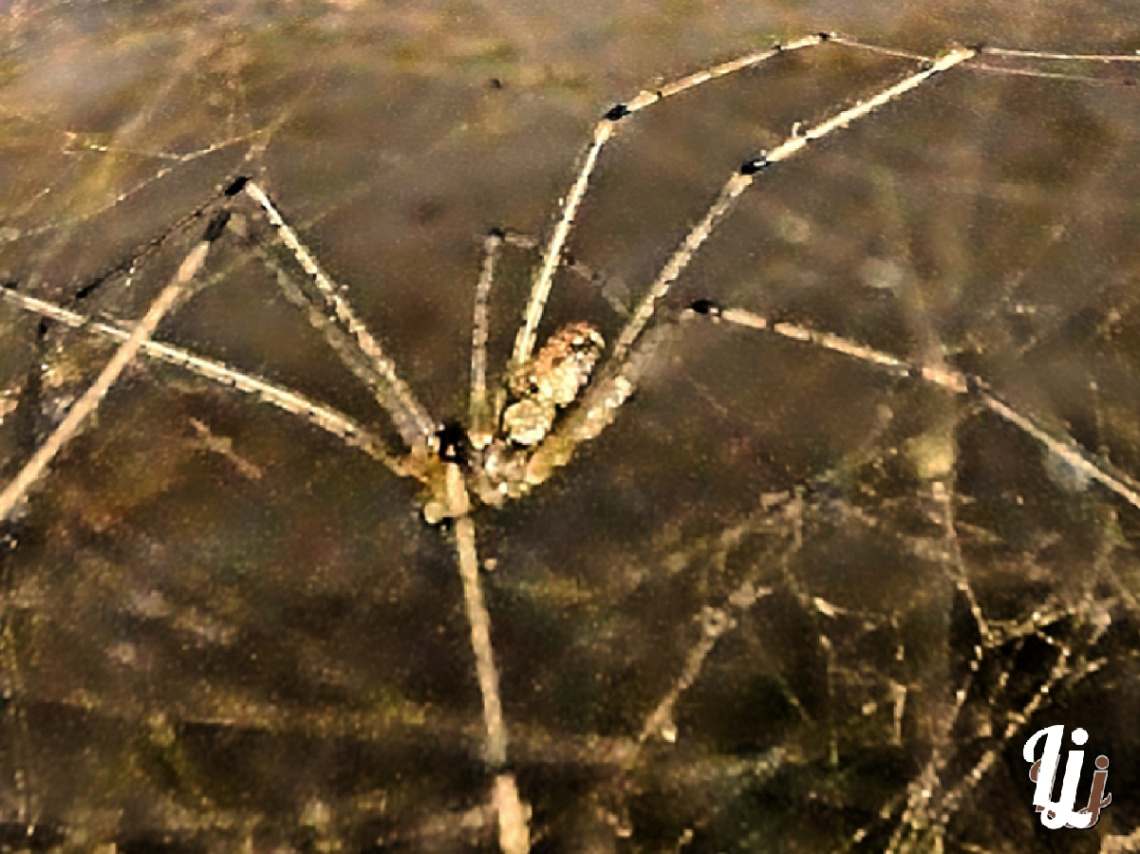 Dady long leg