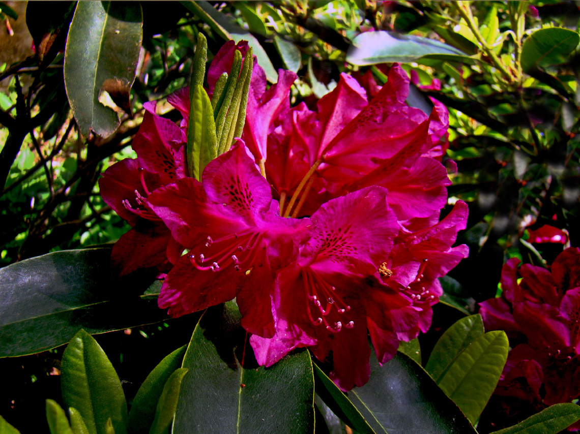 BLÜTEN