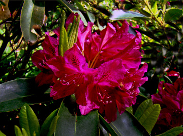 BLÜTEN