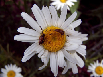 BLÜTE MIT BESUCH