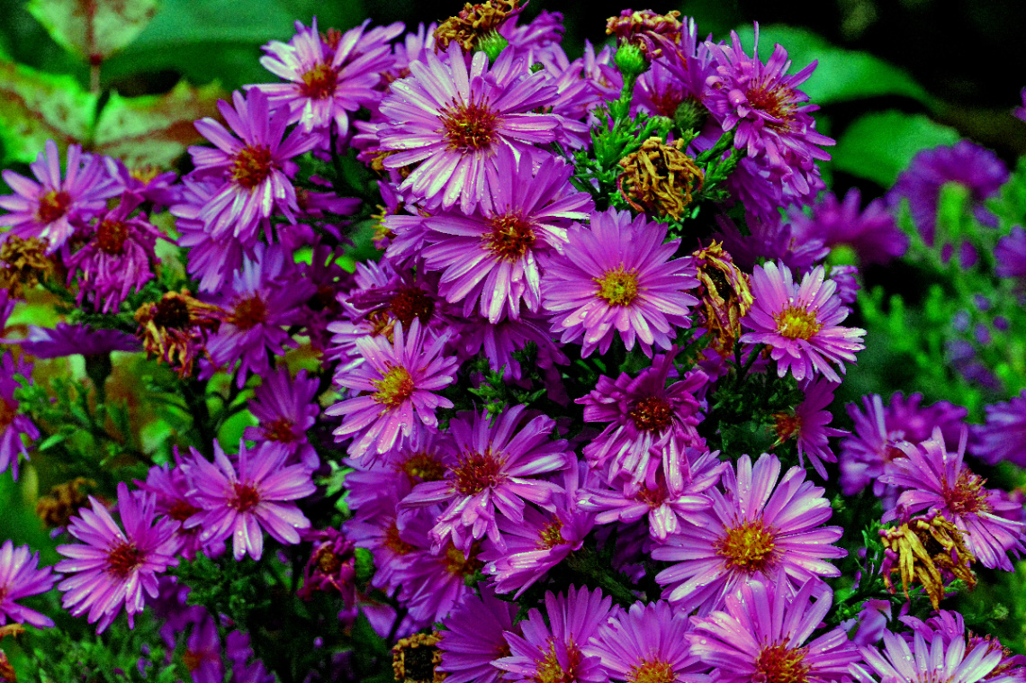 BLÜTEN