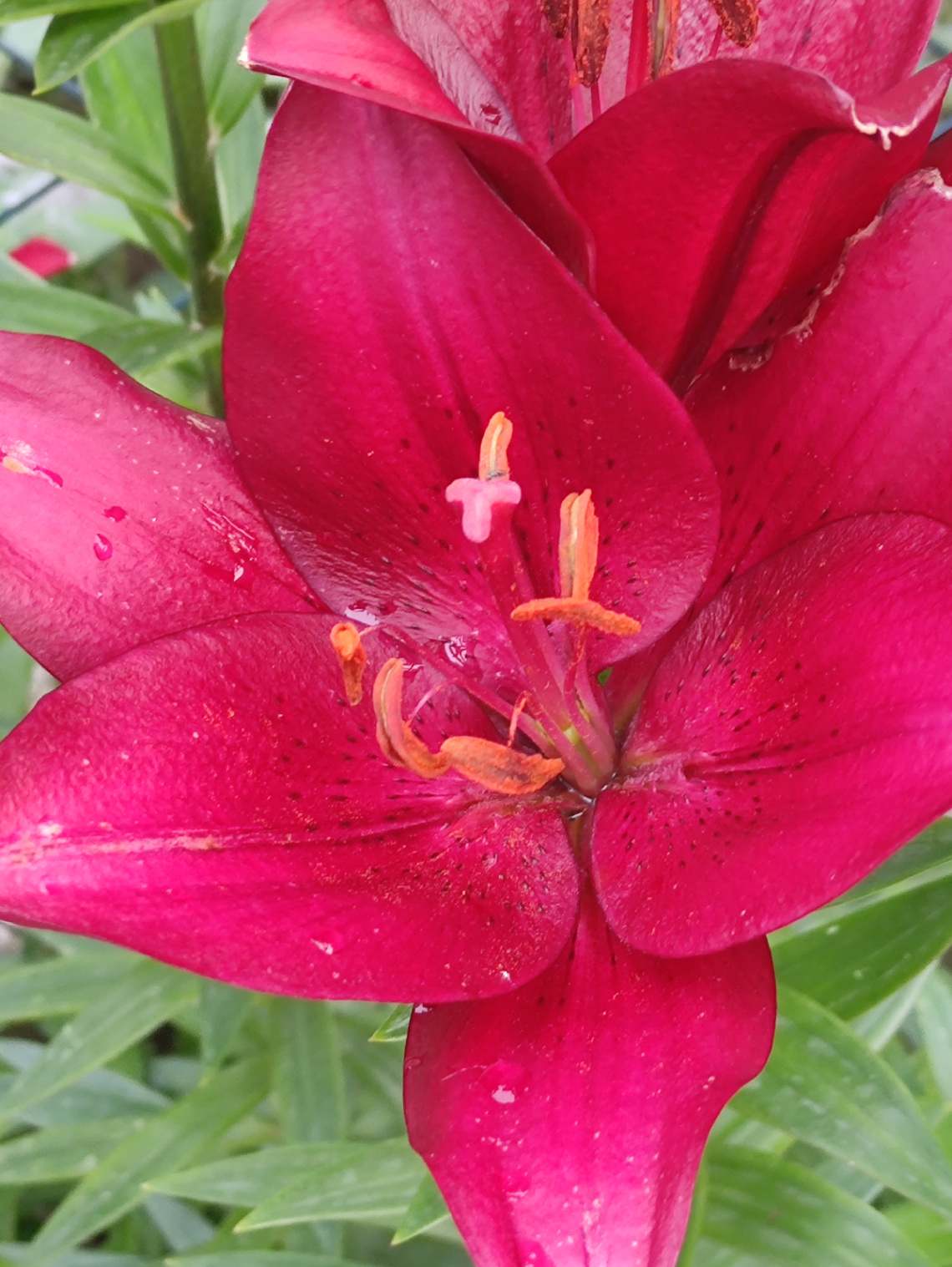 Köşe başı güzeli 