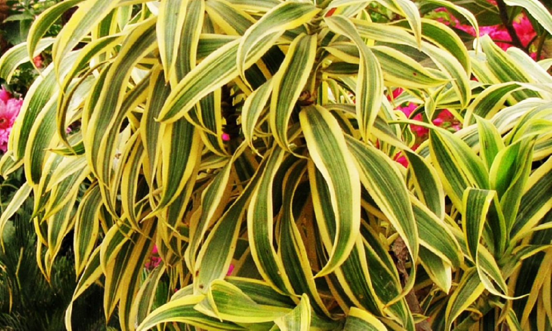 Lovely Leaves ❤️