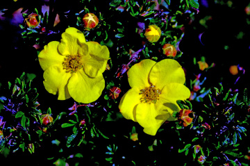 BLÜTEN