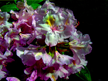 BLÜTEN
