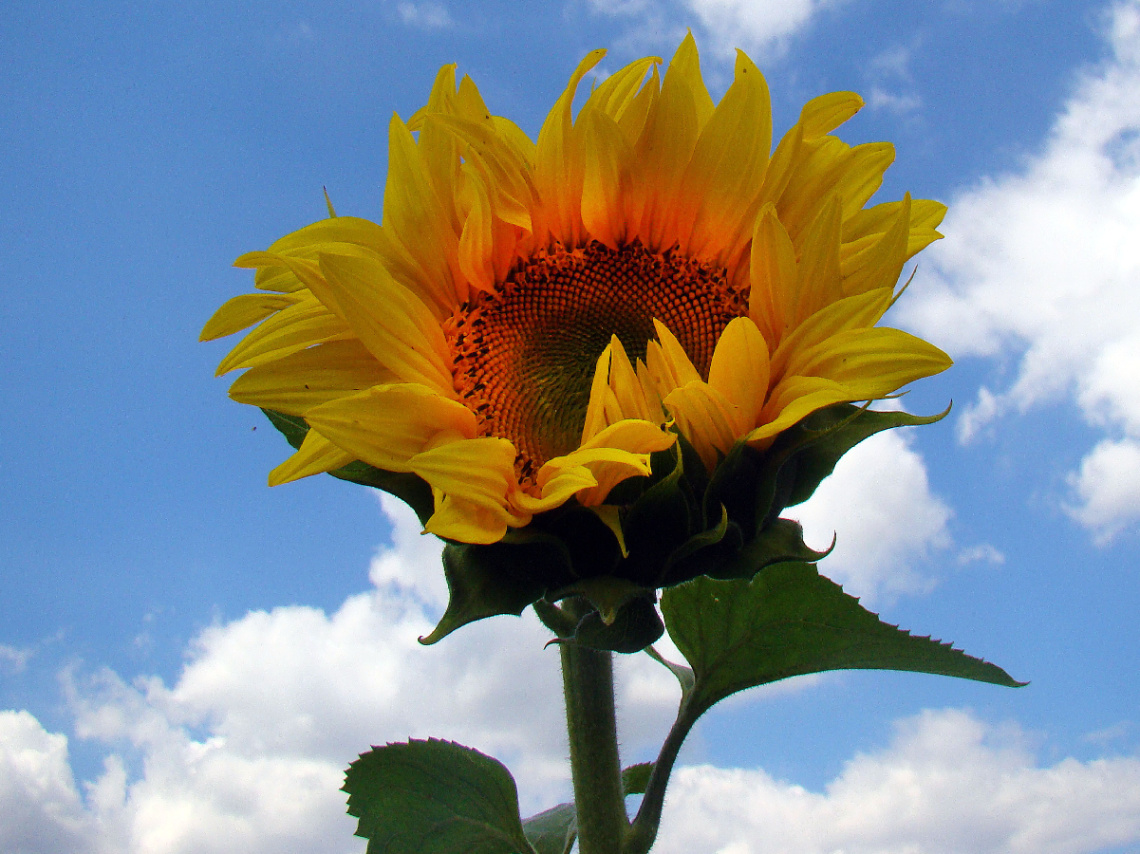 BLÜTE