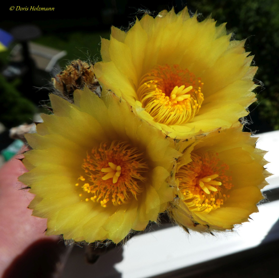Cactus flowers