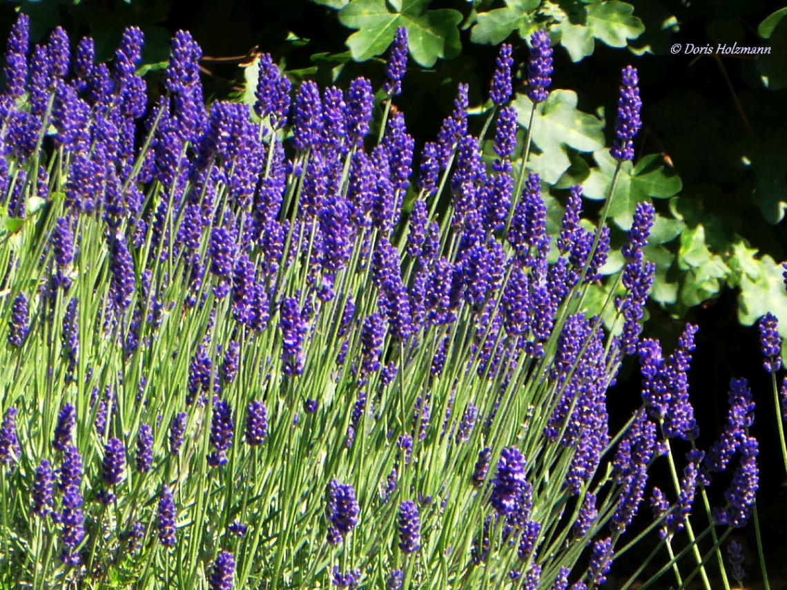 Lavender