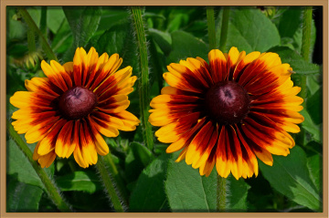 BLÜTEN