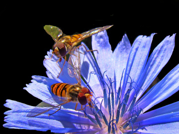 BLÜTE MIT BESUCH