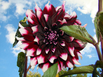 BLÜTE