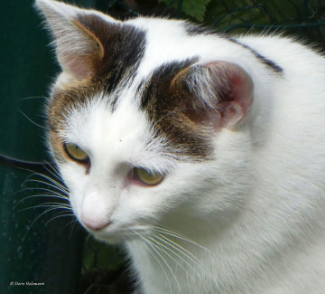 Neighbour's cat 
