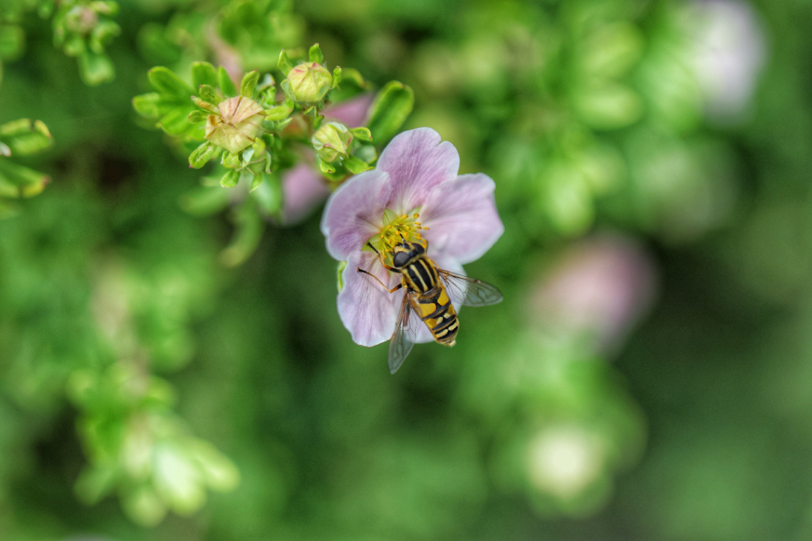 Lyngby - Danmark - Juli 2022.