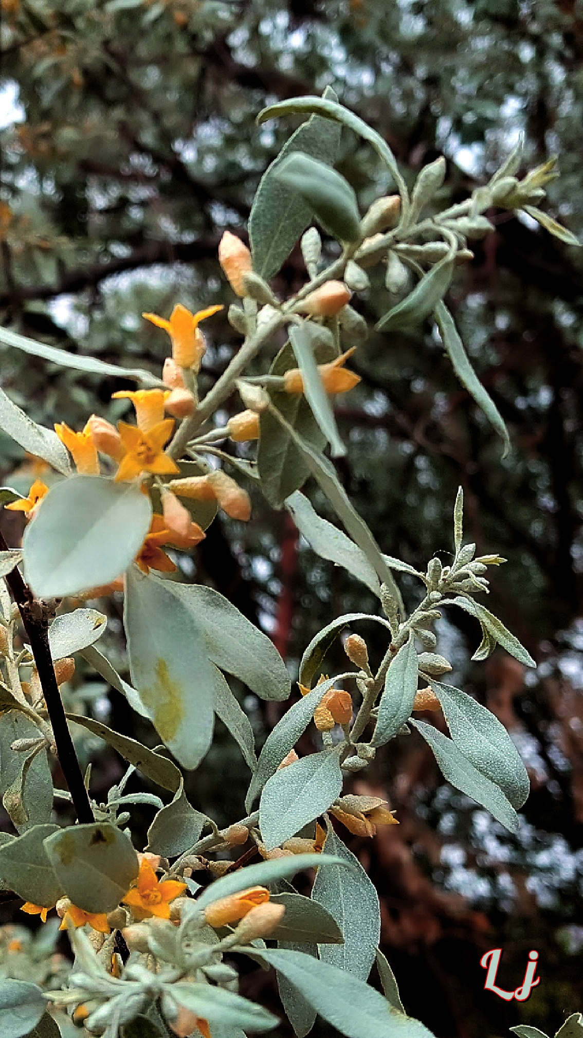 سنجد , 'SINJID' 