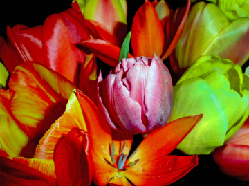 BLÜTEN