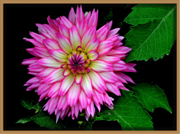 BLÜTE