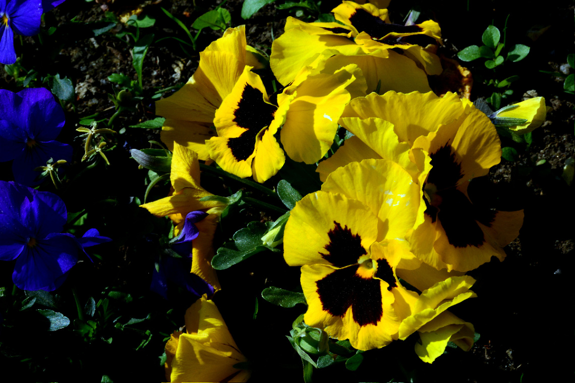 BLÜTEN